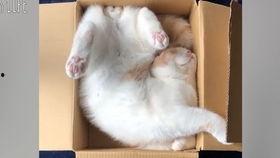 兔子爆料完整视频播放,一窥事件背后真相 第1张 兔子爆料完整视频播放,一窥事件背后真相 第1张